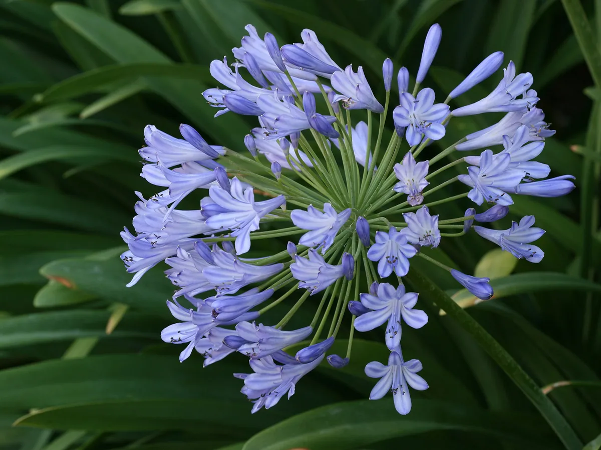 Foto de Agapanto (Agapanthus africanus e Agapanthus praecox)
