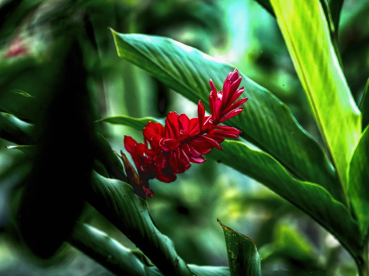 Foto de Alpínia (Alpinia purpurata)