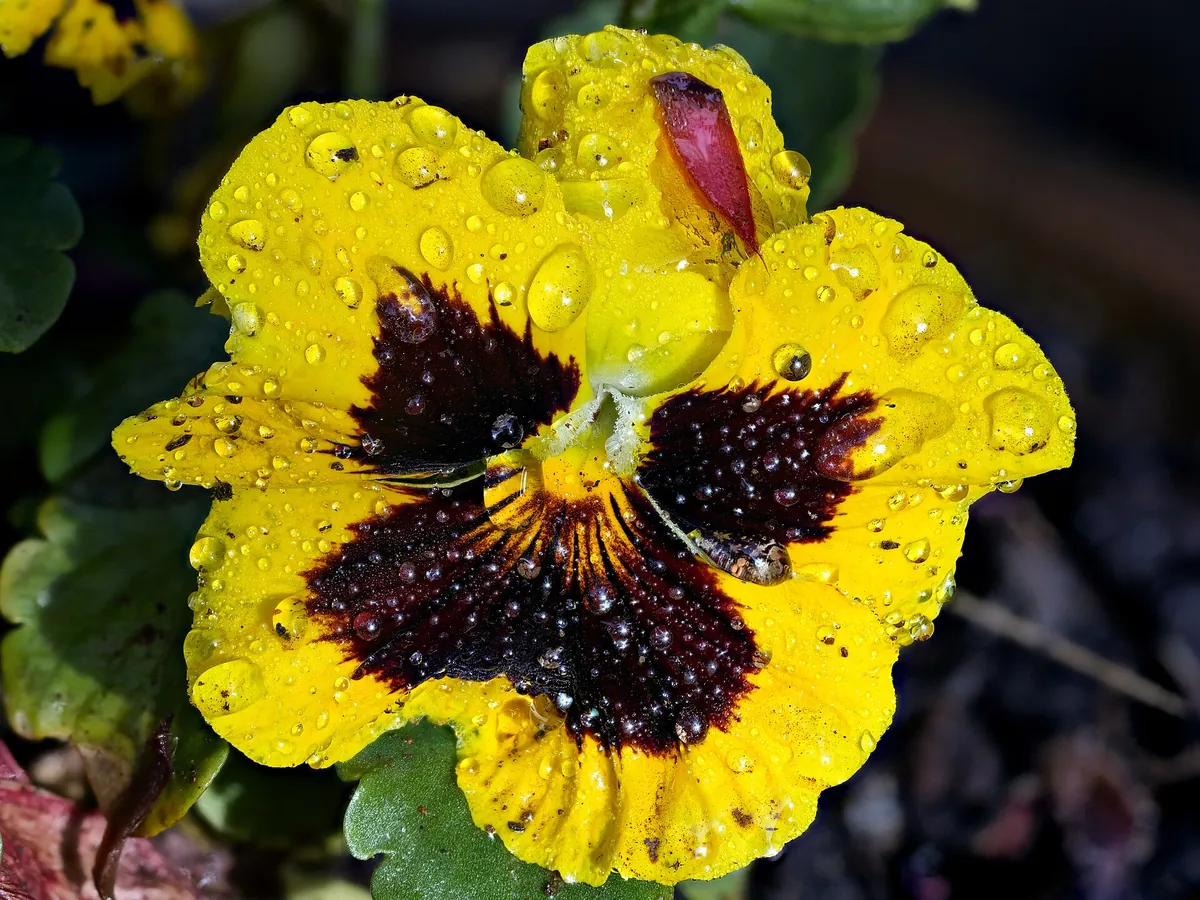 Foto de Amor-perfeito (Viola × wittrockiana)