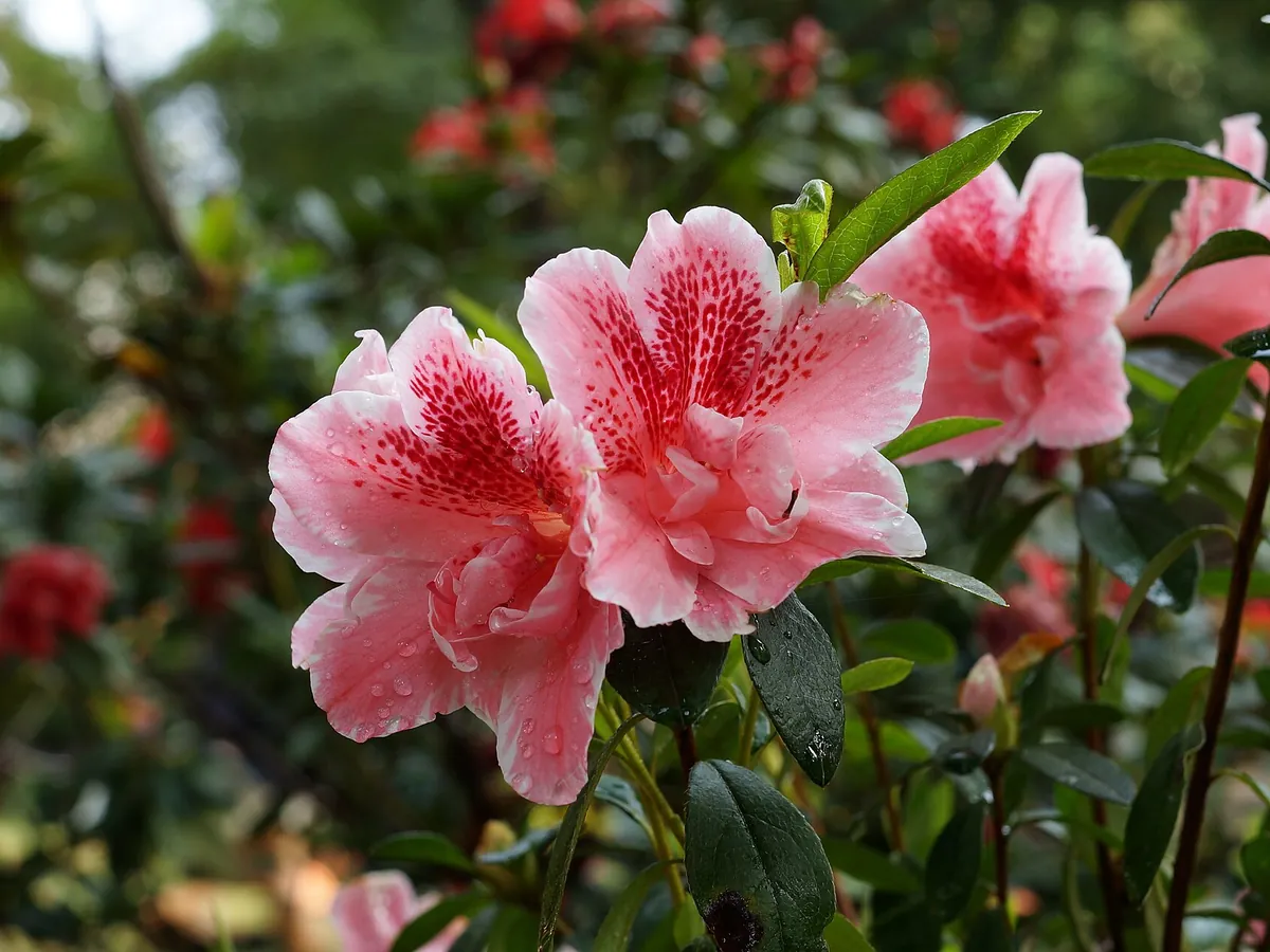 Foto de Azaleia (Rhododendron simsii e híbridos (azaleia-belga); também Rhododendron indicum)
