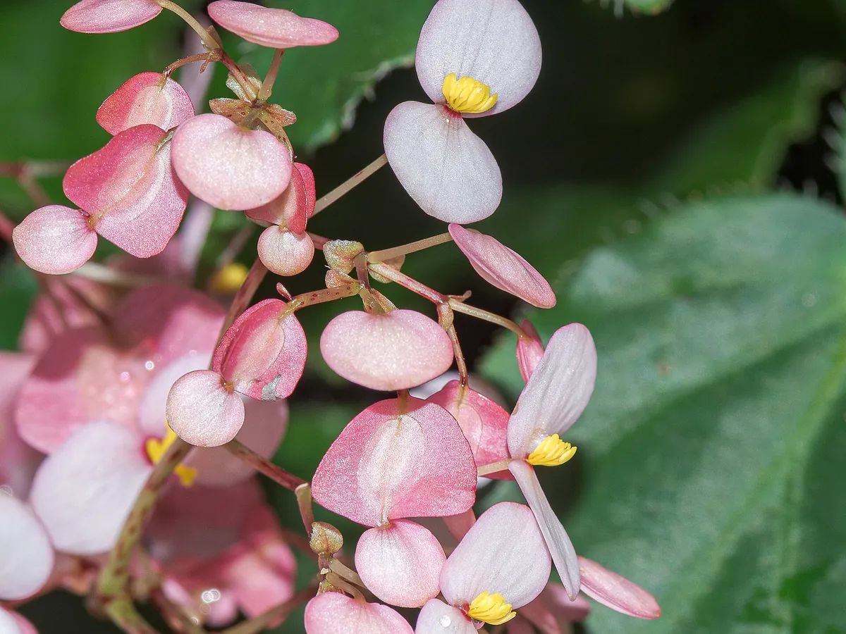 Foto de Begônia (Begonia spp.)