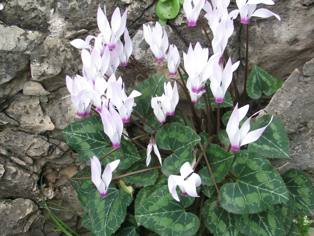 Foto de Ciclame (Cyclamen persicum)