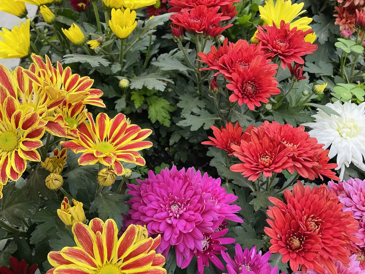 Foto de Crisântemo (Chrysanthemum × morifolium)