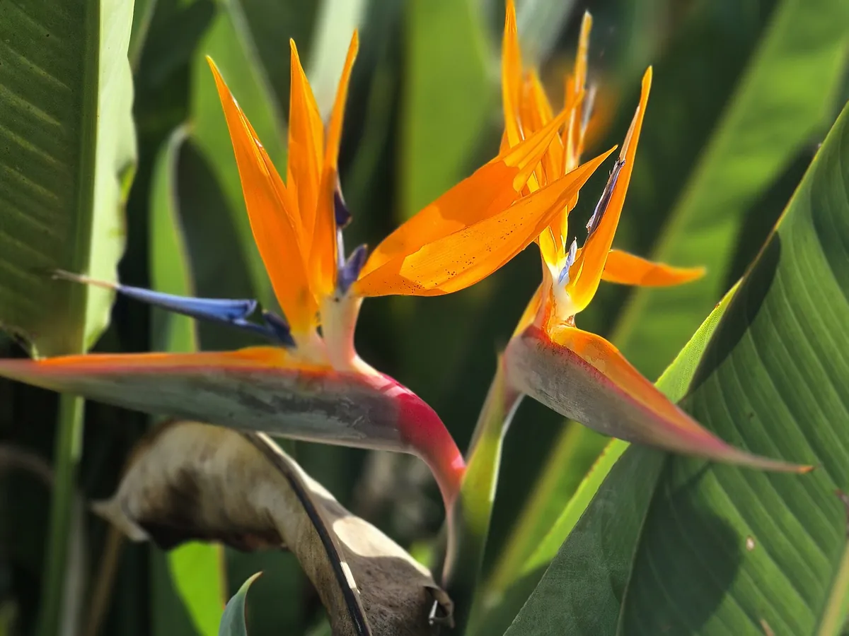 Foto de Estrelítzia (Ave-do-paraíso) (Strelitzia reginae)