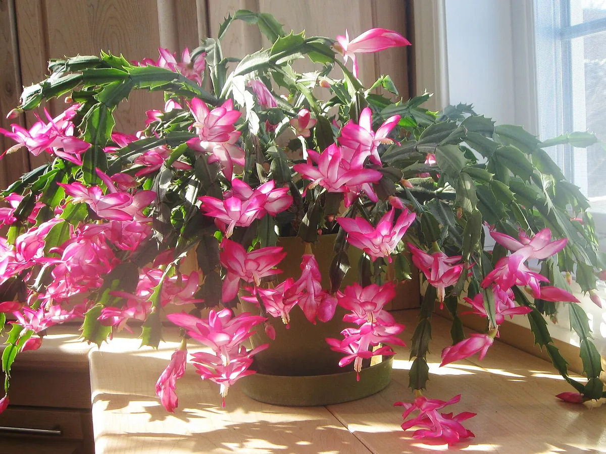Foto de Flor-de-maio (Schlumbergera truncata)