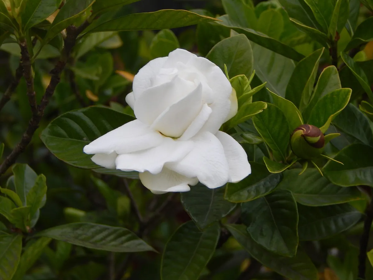 Foto de Gardênia (Gardenia jasminoides)