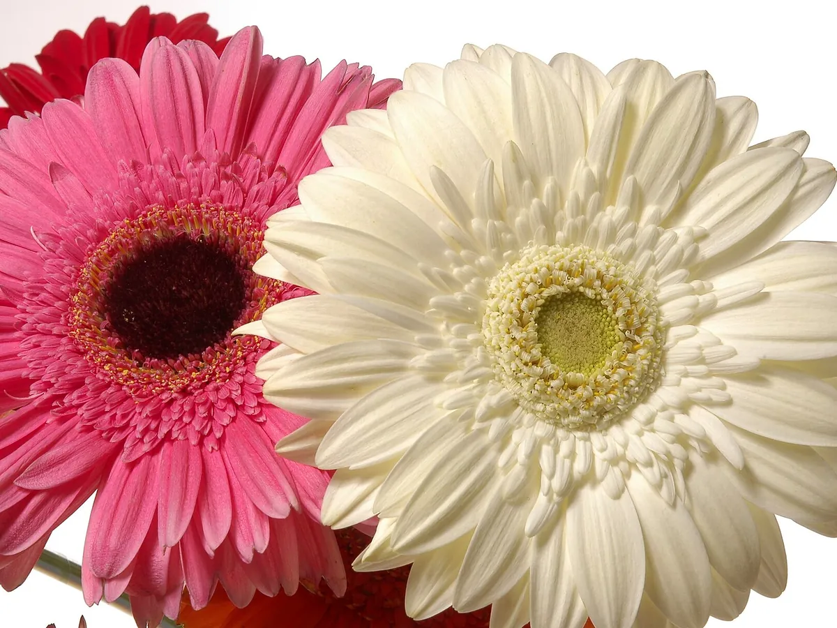 Foto de Gérbera (Gerbera jamesonii e híbridos (Gerbera × hybrida))