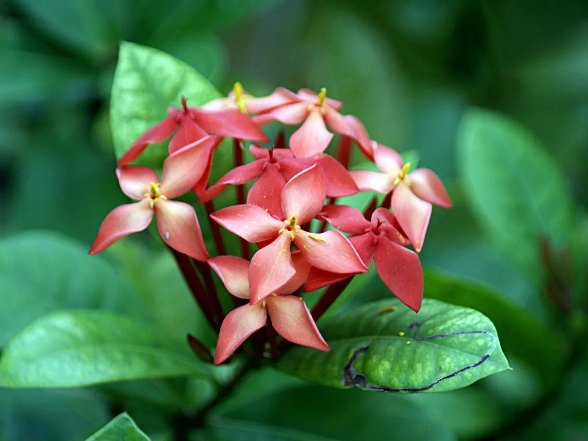 Foto de Ixora (Ixora coccinea)