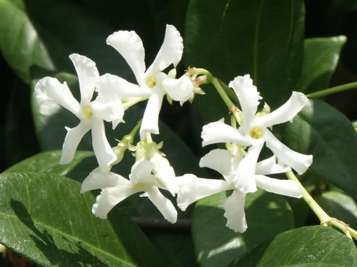 Foto de Jasmim-estrela (Trachelospermum jasminoides)