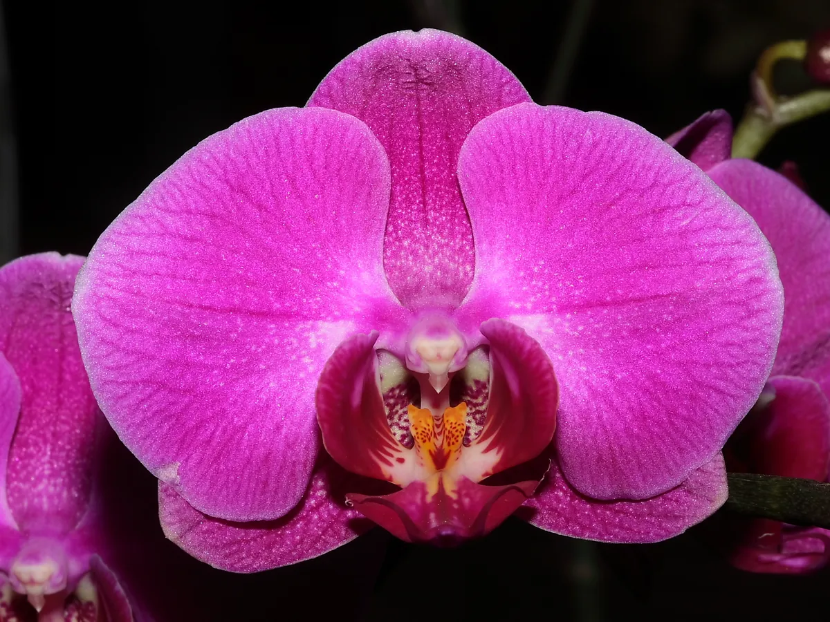 Foto de Orquídea Phalaenopsis (Phalaenopsis spp. (principalmente híbridos))