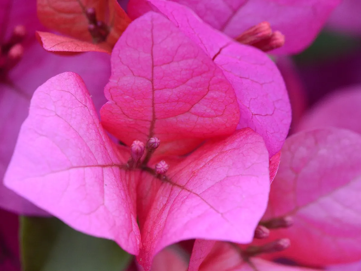 Foto de Primavera (Buganvília) (Bougainvillea spp. (principalmente B. glabra, B. spectabilis e híbridos))