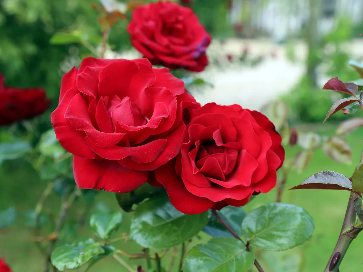 Foto de Rosa (Rosa spp.)