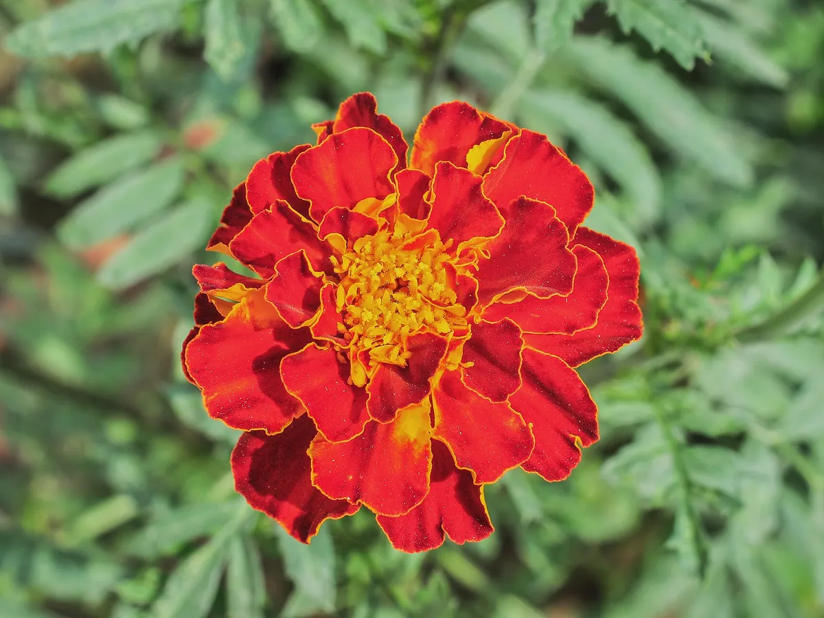 Foto de Tagetes (Cravo-de-defunto) (Tagetes erecta e Tagetes patula)