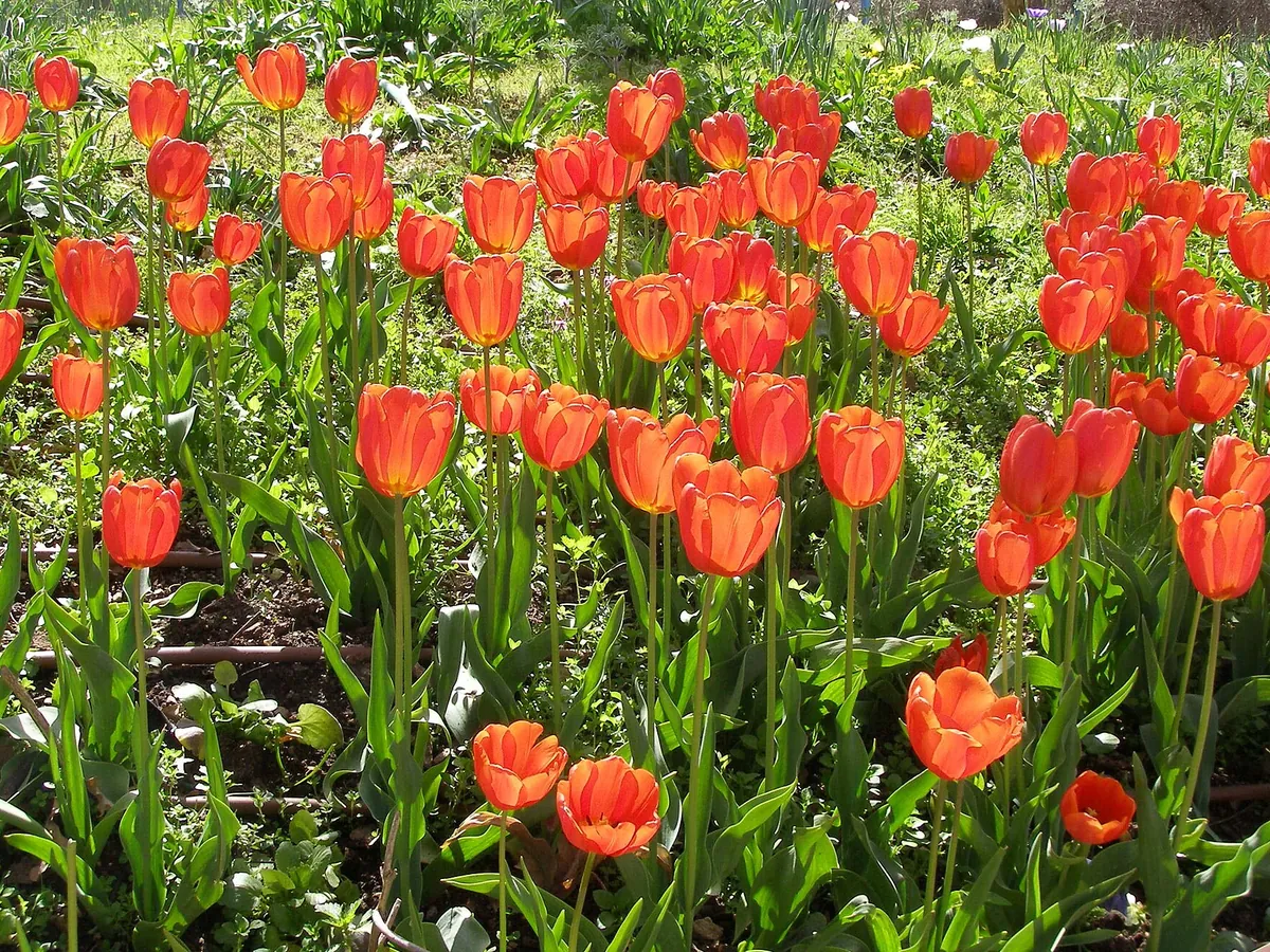 Foto de Tulipa (Tulipa spp. (principalmente híbridos de Tulipa gesneriana))