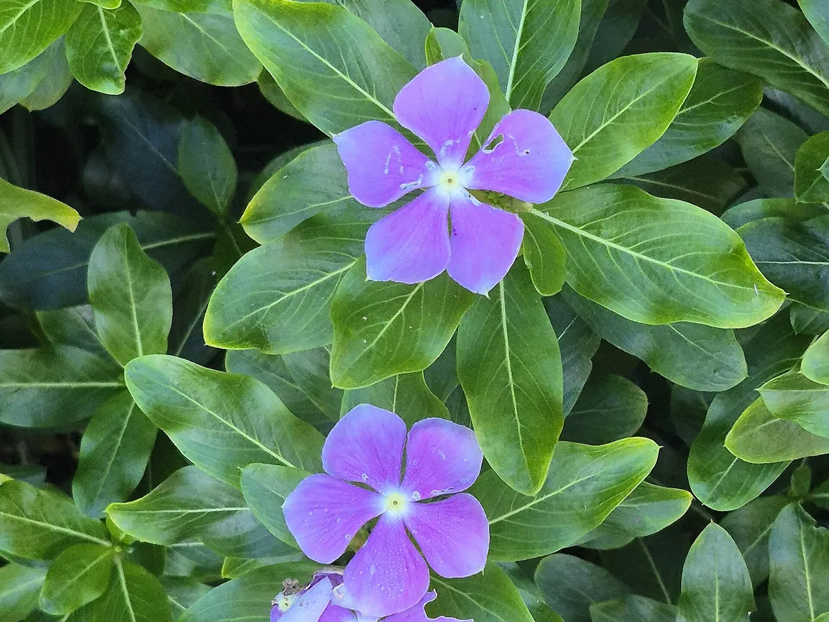 Foto de Vinca (Boa-noite) (Catharanthus roseus)