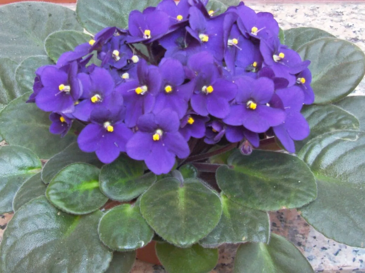 Foto de Violeta-africana (Streptocarpus ionanthus (antes Saintpaulia ionantha))