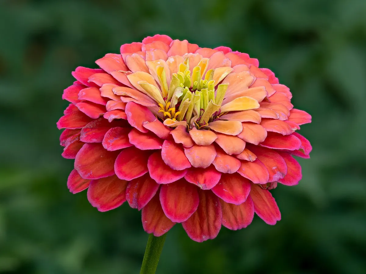 Foto de Zínia (Zinnia elegans (sin. Zinnia violacea))